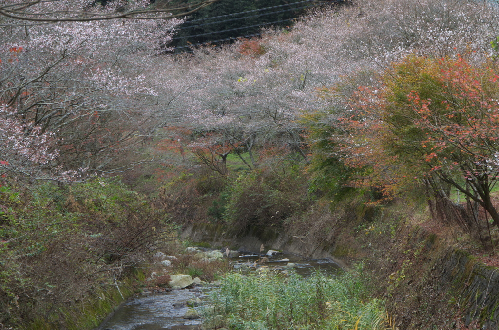 四季桜４
