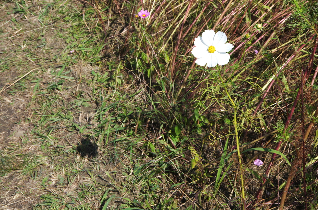 藤原京　コスモス畑　影