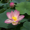 立本寺　蓮１