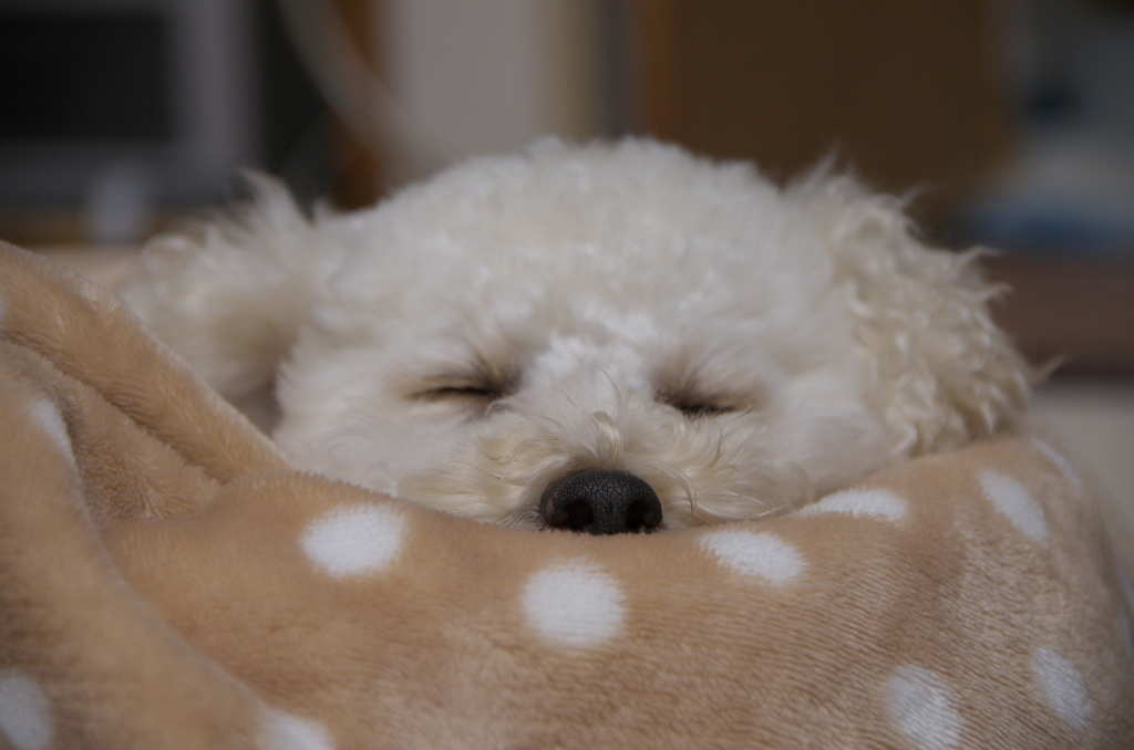 うちのワンコ　夢の中