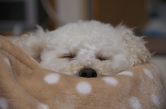 うちのワンコ　夢の中