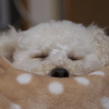 うちのワンコ　夢の中