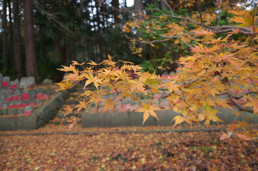 この色が好きです