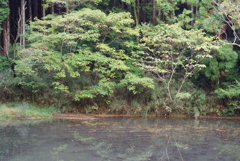 朝の散歩道少し秋色2