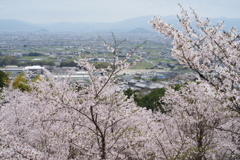 2024年の桜１