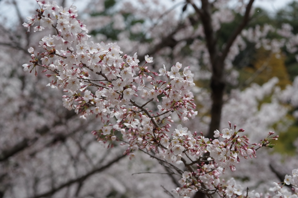 2024年の桜３