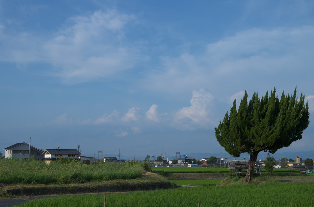 風は左から