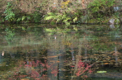モネの池４