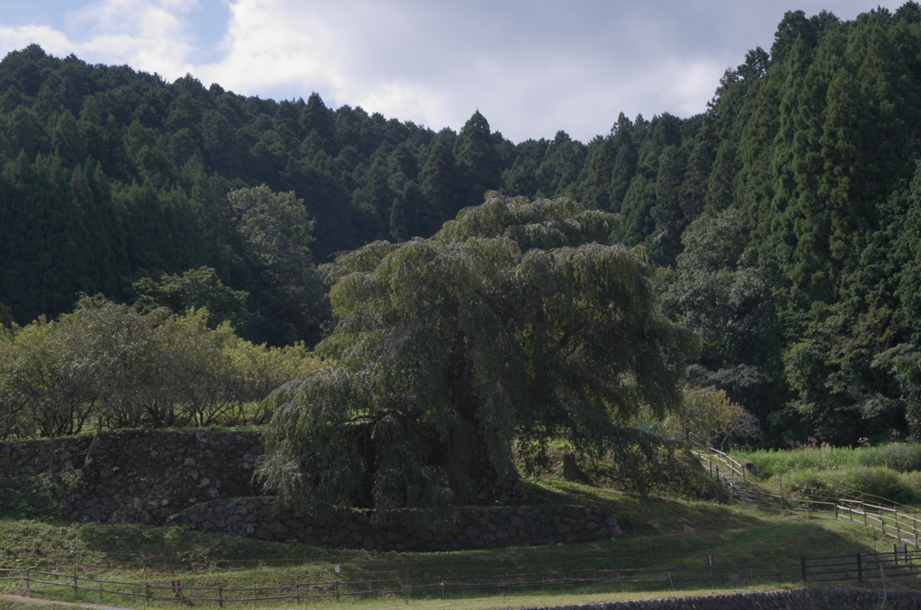又兵衛桜