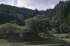 又兵衛桜