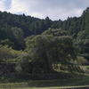 又兵衛桜