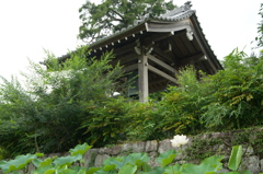 高天寺 橋本院