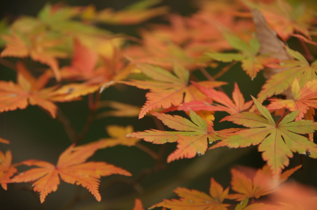 九品寺紅葉