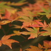 九品寺紅葉