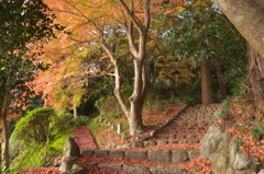 ますますいい感じ　九品寺2020/11/29