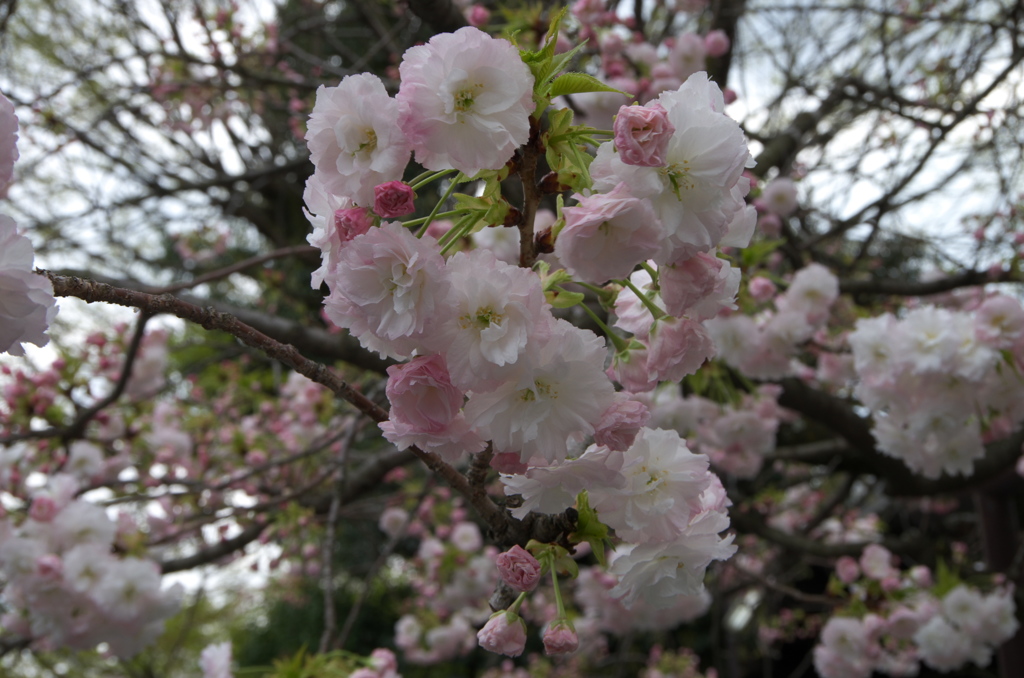 千本釈迦堂普賢象桜