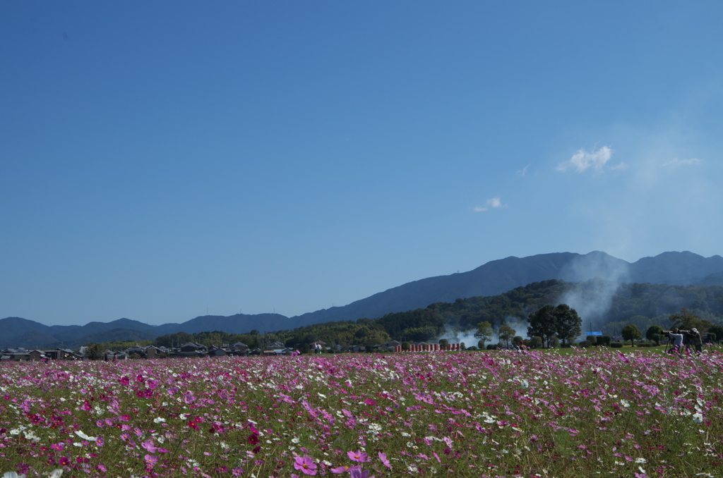 藤原京　コスモス畑