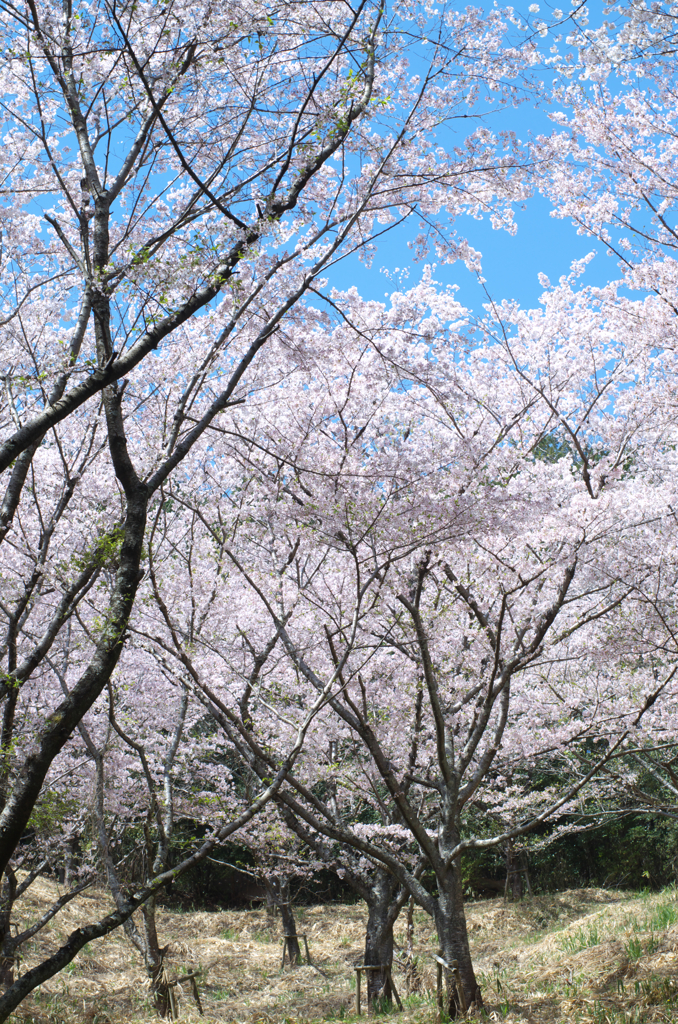 今年の桜