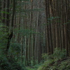 朝の散歩道４