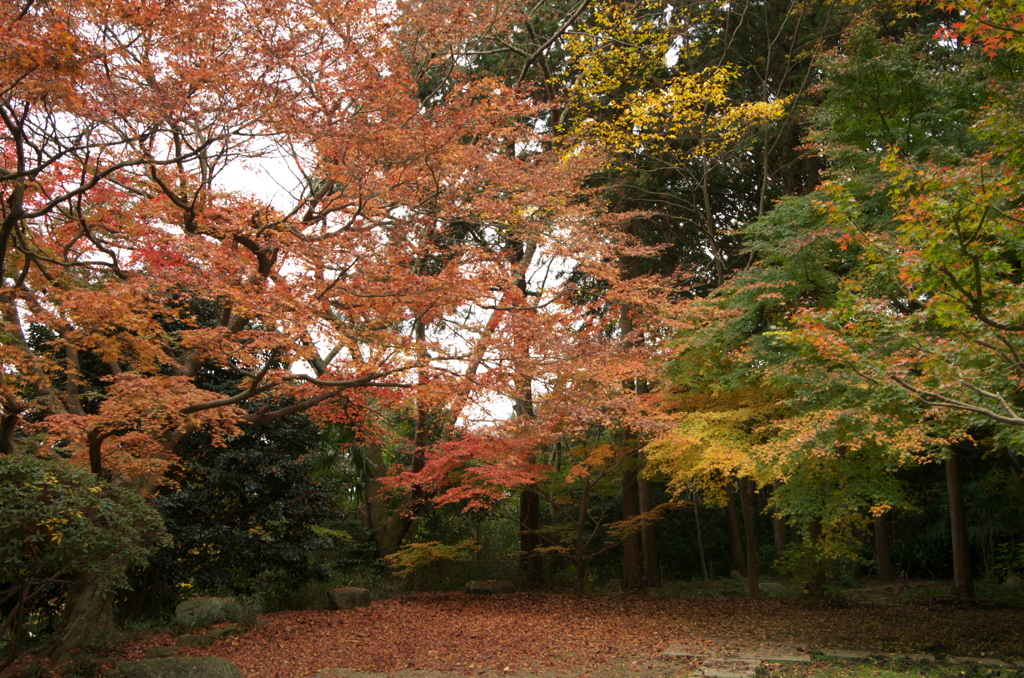 九品寺紅葉