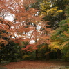 九品寺紅葉