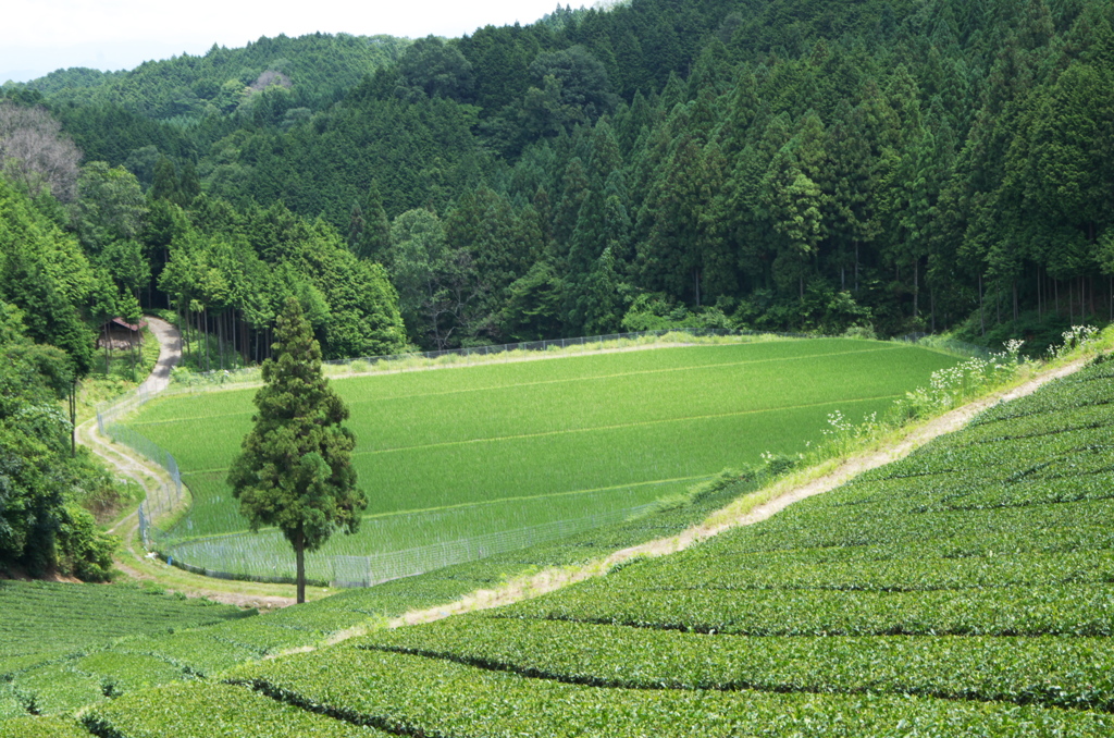 一本杉の風景