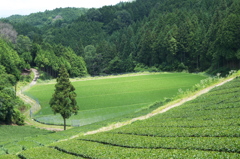 一本杉の風景