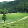 一本杉の風景