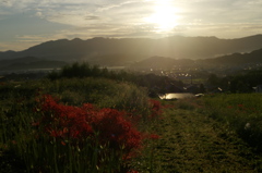 九品寺彼岸花９