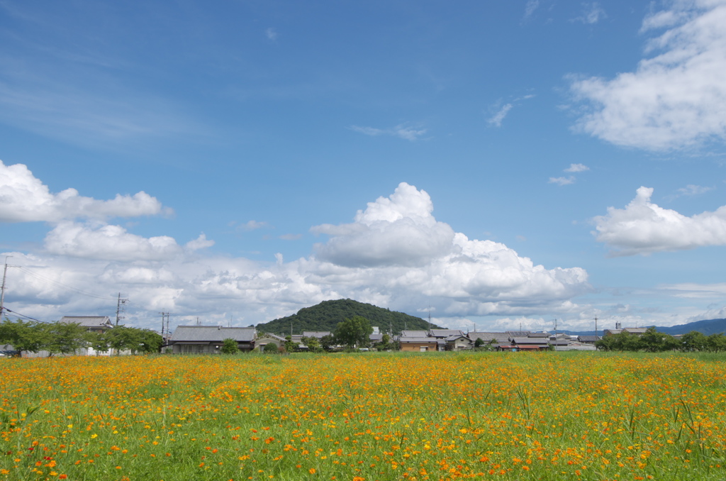 藤原京跡　キバナコスモス