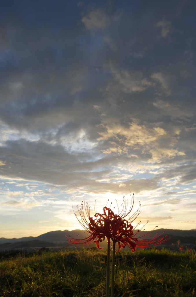 九品寺彼岸花５