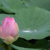 立本寺　蓮２