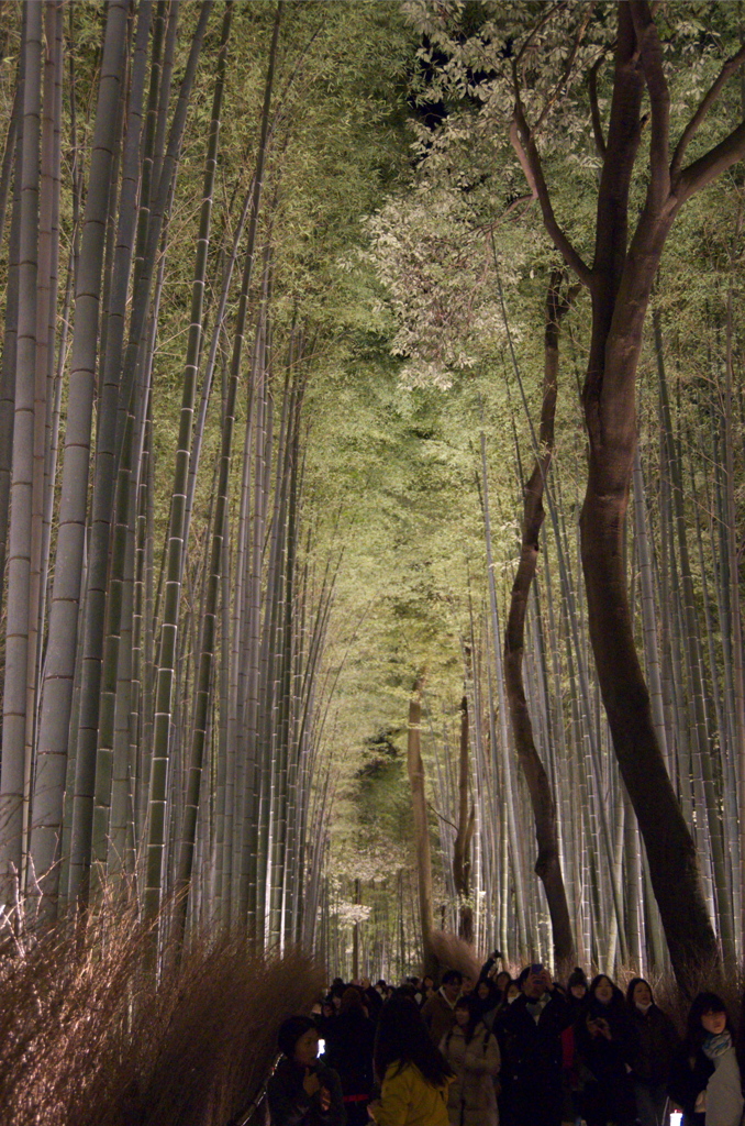 嵐山花灯路３