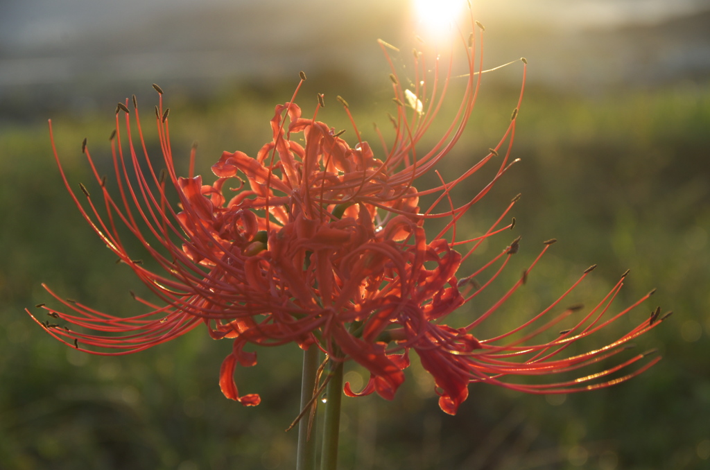 九品寺彼岸花４