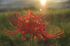 九品寺彼岸花４