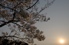 2019年の桜　３