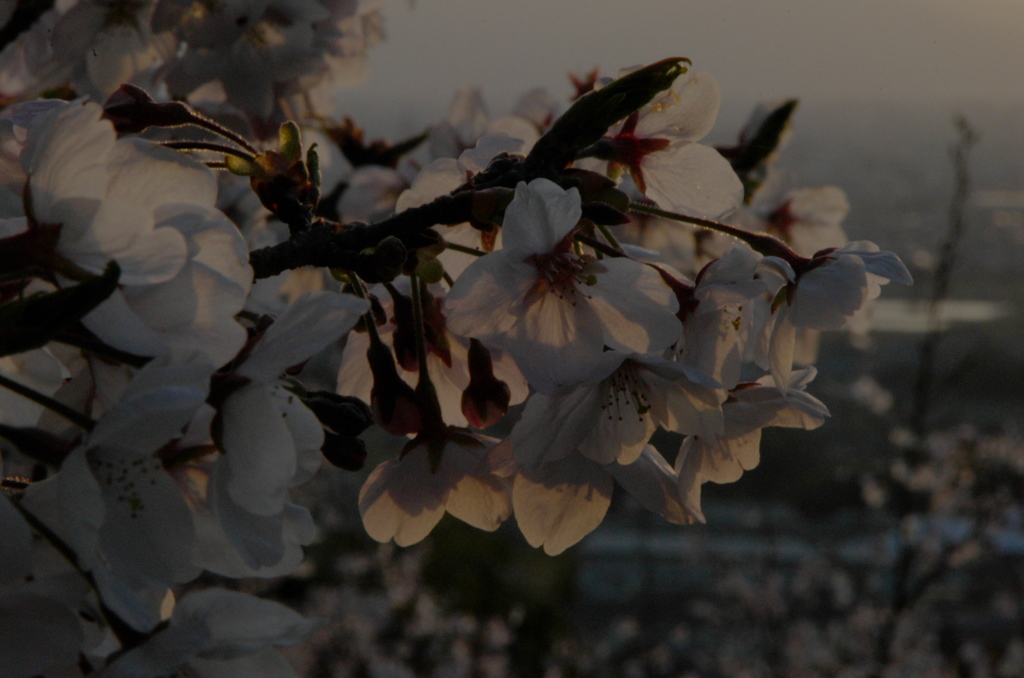 2019年の桜　４