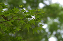 北野天満宮の青もみじ