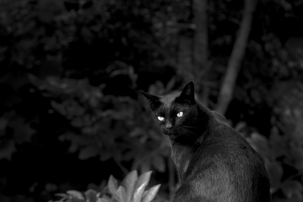 黒猫