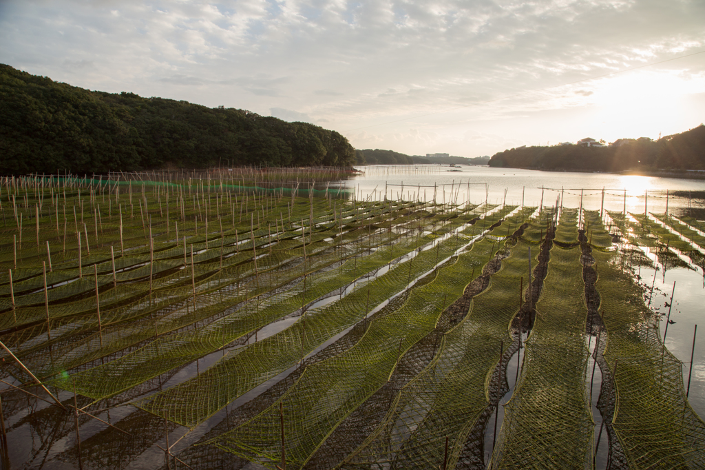 英虞湾の朝