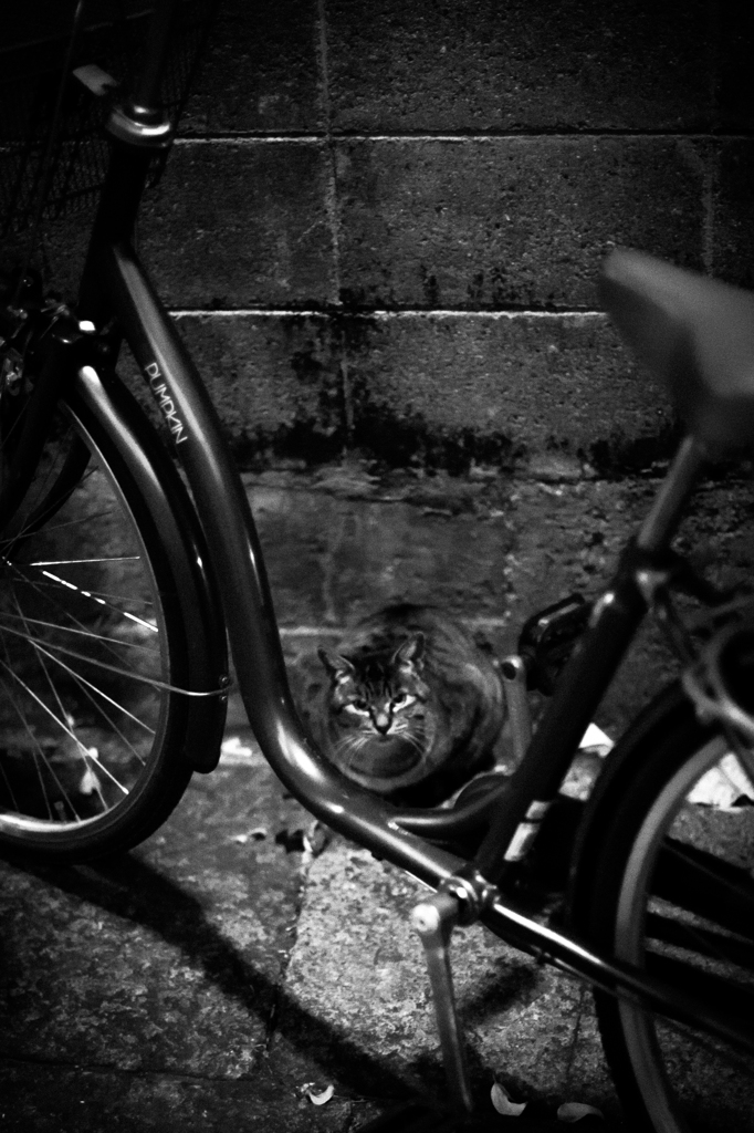 野良猫