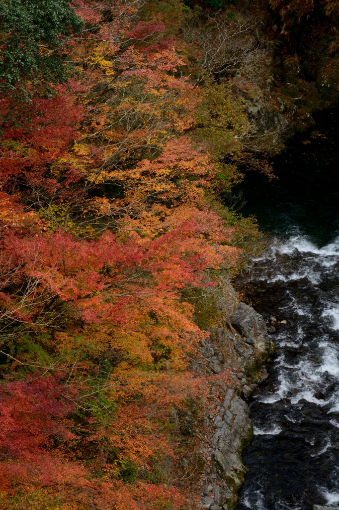 橋の上から紅葉