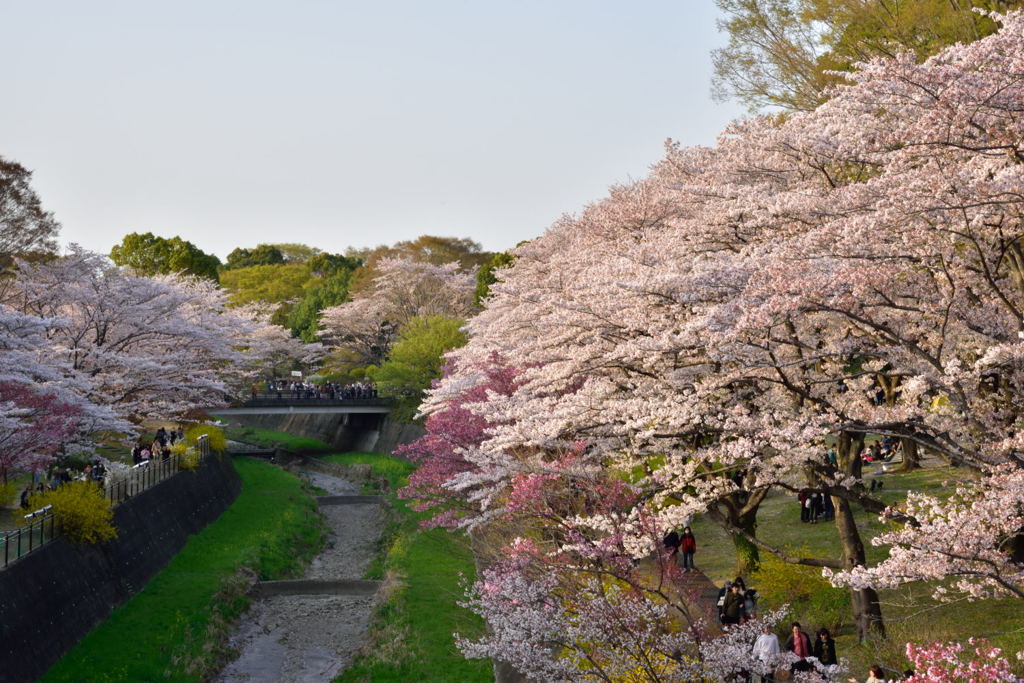 昭和記念公園にて