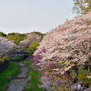 昭和記念公園にて