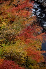 橋の上から紅葉