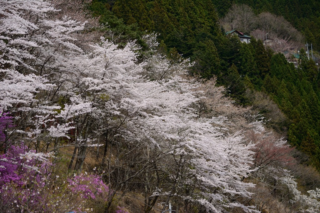 奥多摩は桜満開！