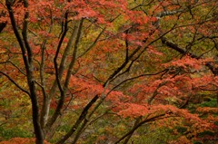 紅葉