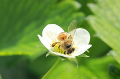 イチゴの花と蜜蜂