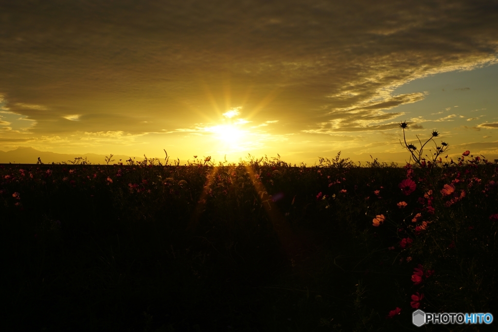 夕暮れ秋桜、また明日♪