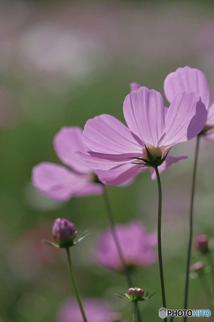 秋桜